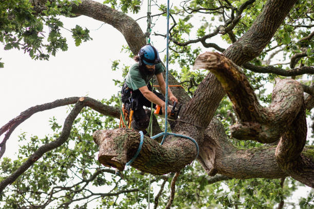 How Our Tree Care Process Works  in  Gold Hill, OR