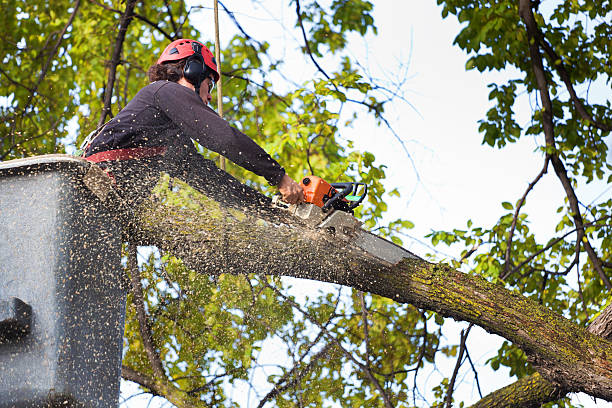 Professional Tree Services in Gold Hill, OR